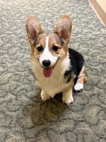 Rocky, a male Pembroke Welsh Corgi for sale in Wilbraham, MA – 1 of 5