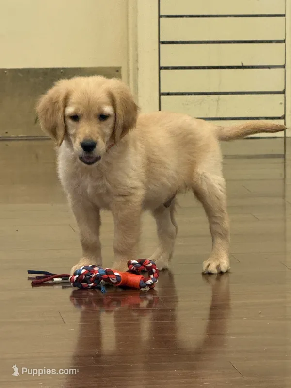Bear – Golden Retriever, English Cream Golden Retriever puppy for sale in Hampden, MA