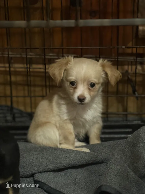 Chico – Chihuahua puppy for sale in Wilbraham, MA
