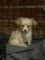 Chico, a male Chihuahua for sale in Wilbraham, MA – Photo 1 of 2