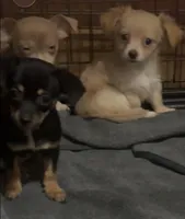 Chico, a male Chihuahua for sale in Wilbraham, MA – Photo 2 of 2