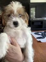 Patches, a male Shihpoo for sale in Hampden, MA – 7 of 8