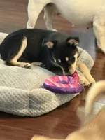 Timber, a male Siberian Husky and Beagle for sale in Wilbraham, MA – 6 of 6
