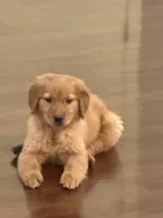 Maple, a female Golden Retriever for sale in Wilbraham, MA – 2 of 4
