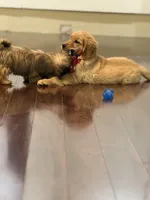 Maple, a male Golden Retriever for sale in Wilbraham, MA – Photo 4 of 4