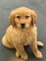 Maple, a male Golden Retriever for sale in Wilbraham, MA – Photo 1 of 4