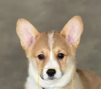 Simba, a male Pembroke Welsh Corgi for sale in Wilbraham, MA – Photo 2 of 6