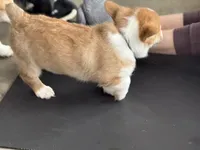 Simba, a male Pembroke Welsh Corgi for sale in Wilbraham, MA – Photo 6 of 6