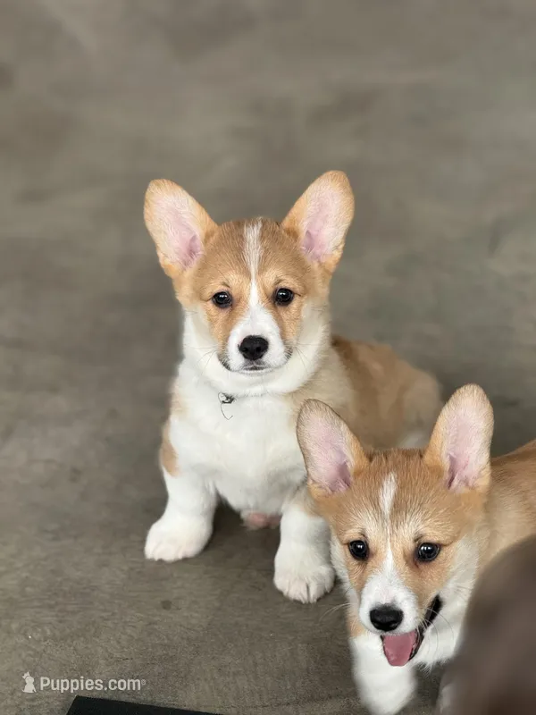 Simba – Pembroke Welsh Corgi puppy for sale in Wilbraham, MA