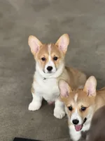 Simba, a male Pembroke Welsh Corgi for sale in Wilbraham, MA – Photo 1 of 6