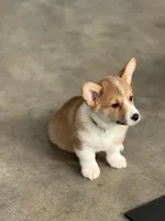 Simba, a male Pembroke Welsh Corgi for sale in Wilbraham, MA – Photo 5 of 6