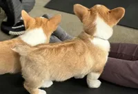 Simba, a male Pembroke Welsh Corgi for sale in Wilbraham, MA – Photo 3 of 6