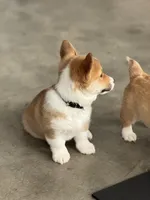 Simba, a male Pembroke Welsh Corgi for sale in Wilbraham, MA – Photo 4 of 6