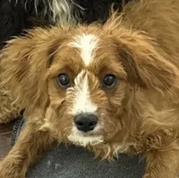 Milo, a male Cavapoo for sale in Hampden, MA – 2 of 5