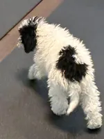 Gracie, a female Poodle - Miniature  for sale in Wilbraham, MA – Photo 2 of 6