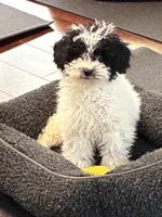 Gracie, a female Poodle - Miniature  for sale in Wilbraham, MA – Photo 1 of 6