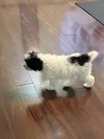 Gracie, a female Poodle - Miniature  for sale in Wilbraham, MA – Photo 6 of 6