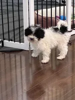 Gracie, a female Poodle - Miniature  for sale in Wilbraham, MA – Photo 4 of 6