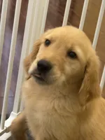 Moose, a male Golden Retriever and English Cream Golden Retriever for sale in Hampden, MA – 6 of 7