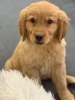 Moose, a male Golden Retriever for sale in Wilbraham, MA – 1 of 4