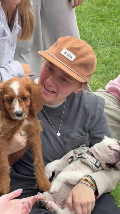 Charlie, a male Cavapoo for sale in Hampden, MA – 4 of 5