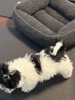 Dixie, a female Poodle - Miniature  for sale in Wilbraham, MA – Photo 6 of 6