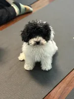 Dixie, a female Poodle - Miniature  for sale in Wilbraham, MA – Photo 5 of 6