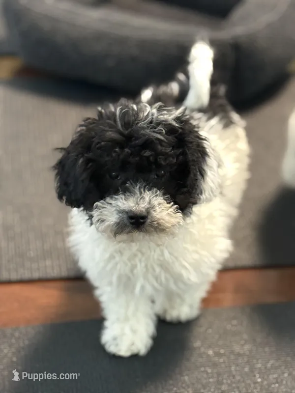 Dixie – Poodle - Miniature  puppy for sale in Wilbraham, MA