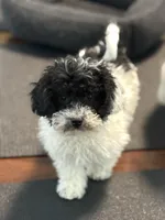 Dixie, a female Poodle - Miniature  for sale in Wilbraham, MA – Photo 1 of 6