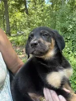 Yogi, a male German Shepherd Dog and Golden Retriever for sale in Wilbraham, MA – 7 of 8