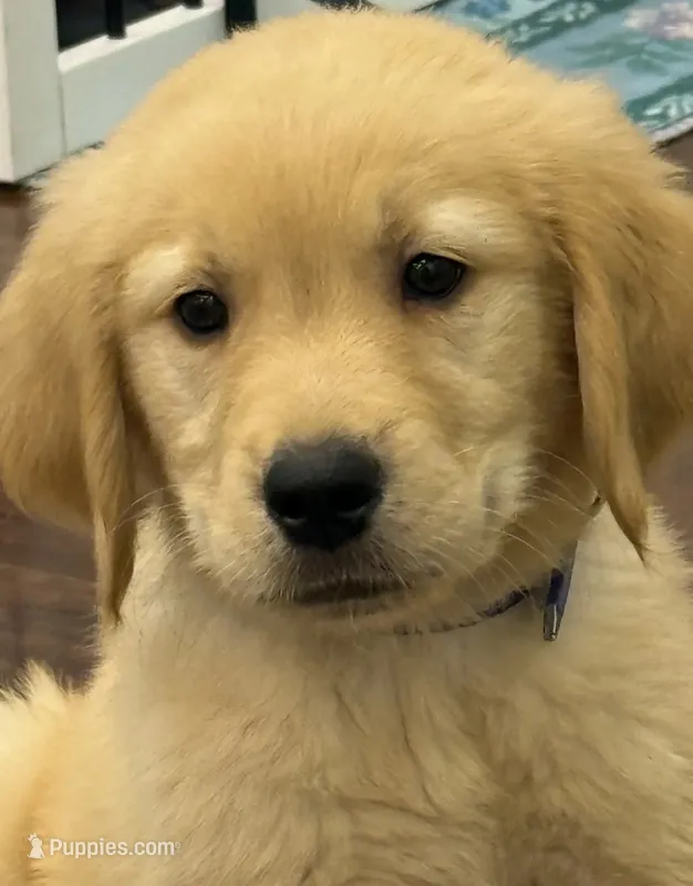 Duke – Golden Retriever, English Cream Golden Retriever puppy for sale in Hampden, MA