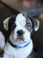 Brutus, a male French Bulldog for sale in Hampden, MA – 1 of 9