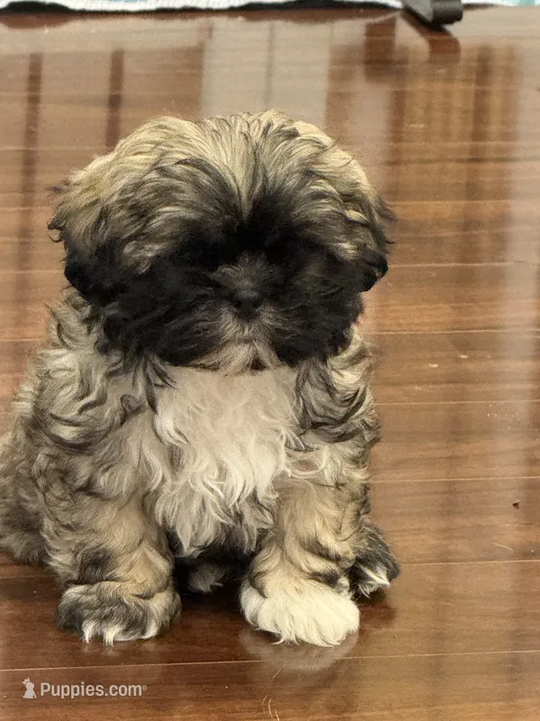 Henry  – Shih Tzu puppy for sale in Wilbraham, MA