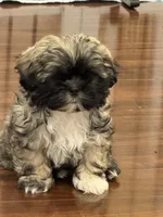 Henry , a male Shih Tzu for sale in Wilbraham, MA – 1 of 5