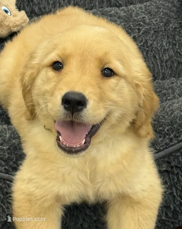 Maple – Golden Retriever, English Cream Golden Retriever puppy for sale in Hampden, MA
