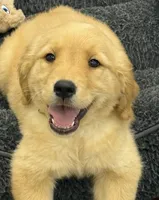 Maple, a female Golden Retriever and English Cream Golden Retriever for sale in Hampden, MA – 1 of 2
