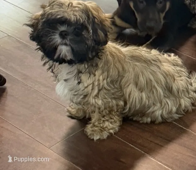 Lady – Shih Tzu puppy for sale in Hampden, MA