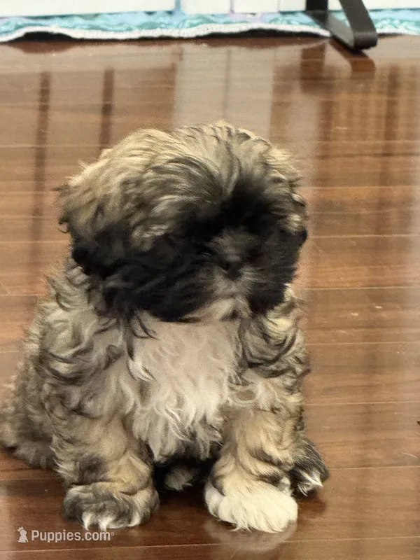 Shaggy – Shih Tzu puppy for sale in Hampden, MA