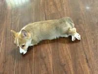 Bentley , a male Pembroke Welsh Corgi for sale in Wilbraham, MA – Photo 5 of 5