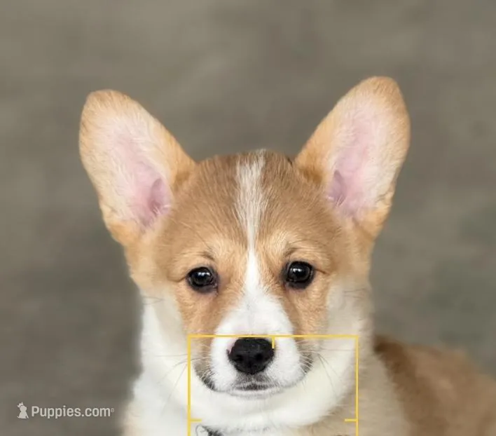 Bentley  – Pembroke Welsh Corgi puppy for sale in Wilbraham, MA