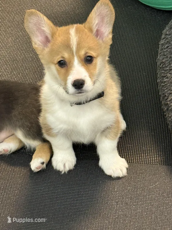 Bentley  – Pembroke Welsh Corgi puppy for sale in Wilbraham, MA