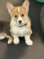 Bentley , a male Pembroke Welsh Corgi for sale in Wilbraham, MA – Photo 1 of 5