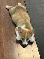 Bentley , a male Pembroke Welsh Corgi for sale in Wilbraham, MA – Photo 3 of 5