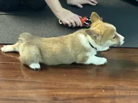 Bentley , a male Pembroke Welsh Corgi for sale in Wilbraham, MA – Photo 4 of 5