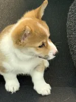 Bentley , a male Pembroke Welsh Corgi for sale in Wilbraham, MA – Photo 2 of 5