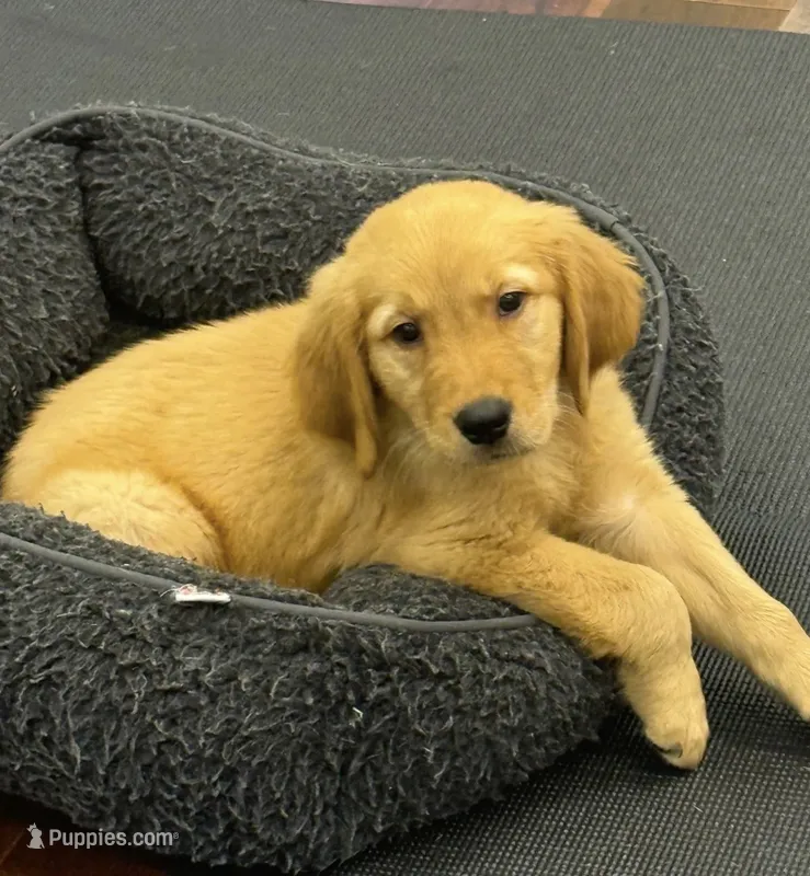 Finn – Golden Retriever, English Cream Golden Retriever puppy for sale in Hampden, MA