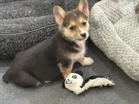 Gigi, a male Pembroke Welsh Corgi for sale in Wilbraham, MA – 5 of 6