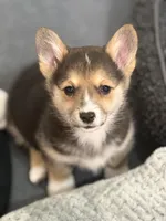 Gigi, a male Pembroke Welsh Corgi for sale in Wilbraham, MA – 1 of 6