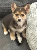 Gigi, a male Pembroke Welsh Corgi for sale in Wilbraham, MA – 3 of 6