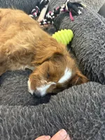 Milo, a male Cavapoo for sale in Hampden, MA – 4 of 5